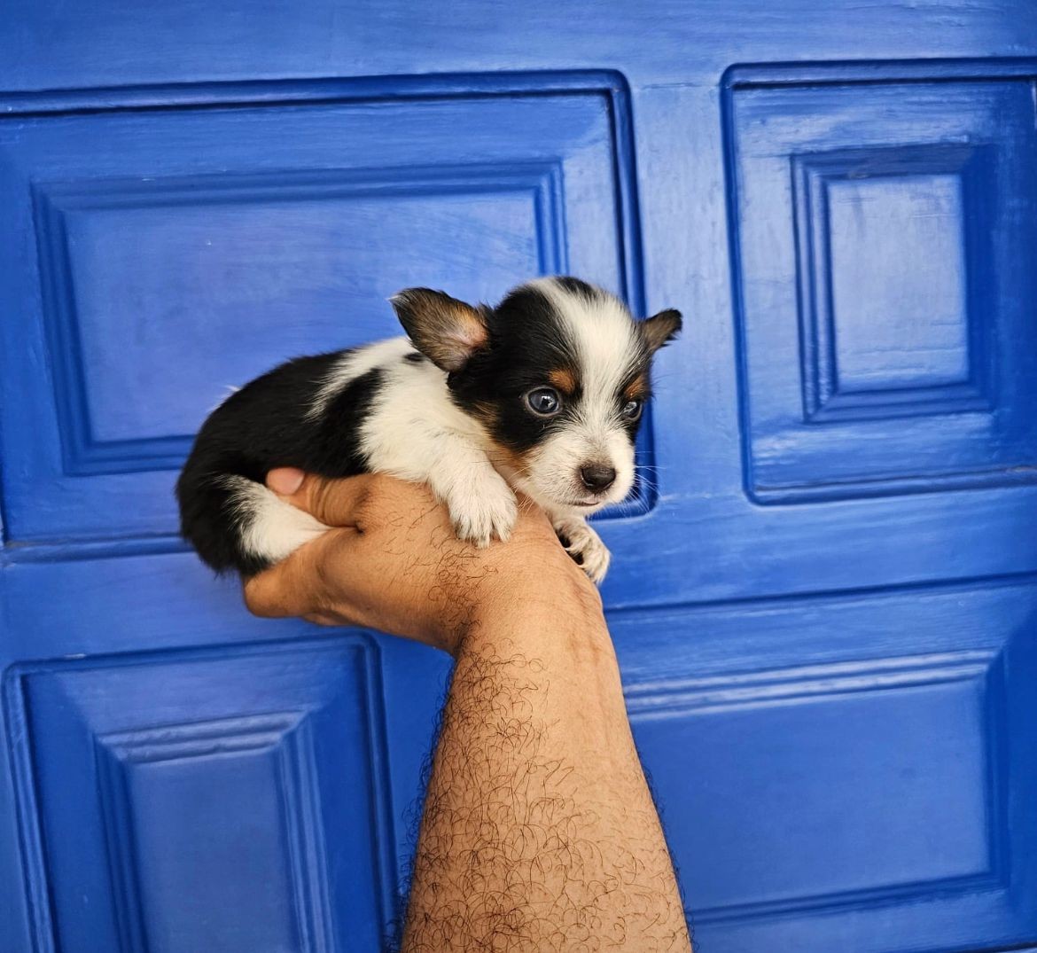 animales y mascotas - OFERTA CACHORRO CHIHUAHUA MARIPOSA MACHO EN SANTO DOMINGO Y VACUNA AL DIA 
