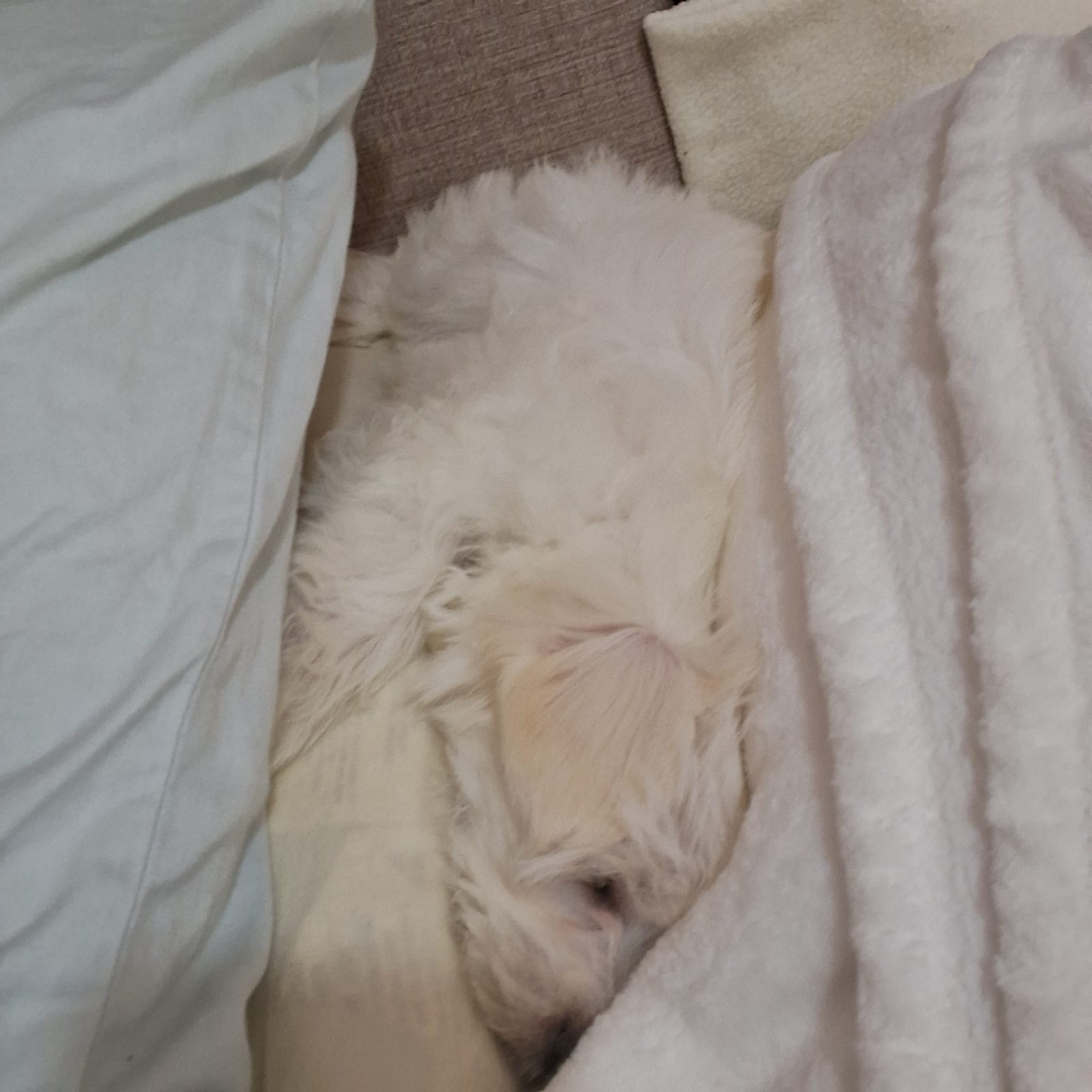 animales y mascotas - Vendo Mascota Bichon Maltés 100% puro.