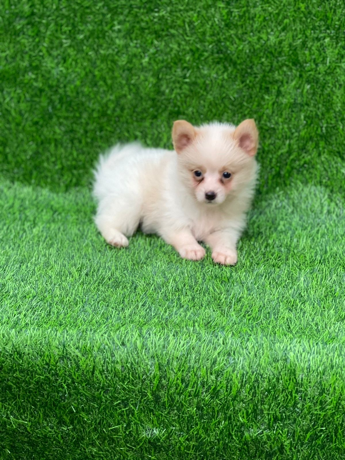 animales y mascotas - mix de pomerania macho  0