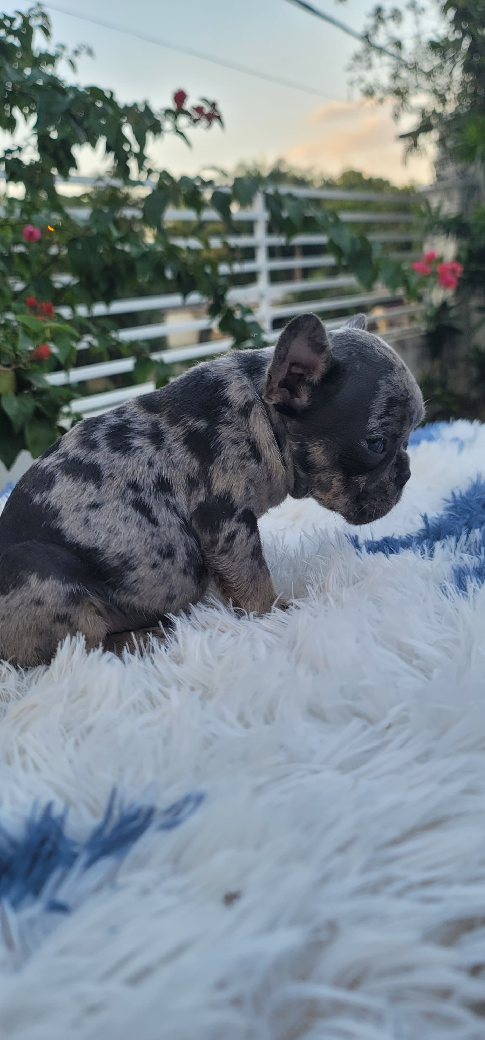 animales y mascotas - hermosos cachorritos de Buldog francés ambos sexo disponibles 