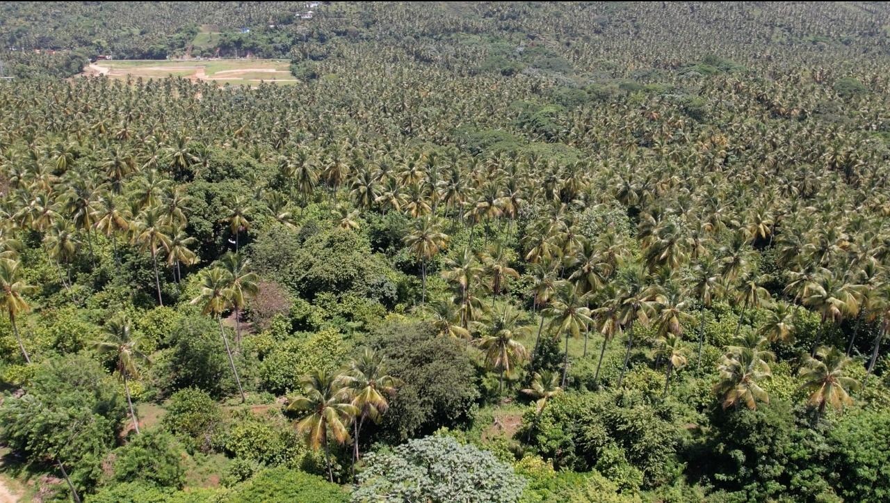 solares y terrenos - Venta de solares en Sánchez 3