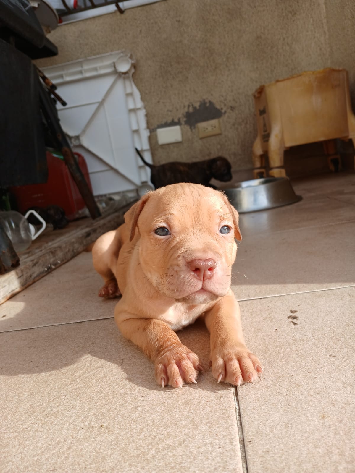 animales y mascotas - cachorros perros pitbull 