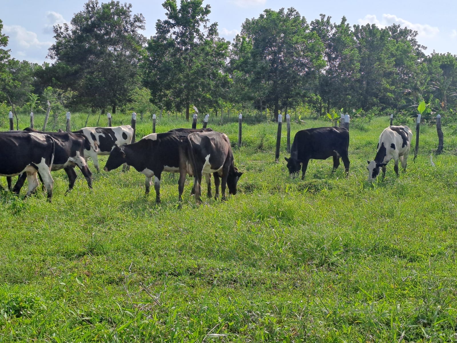 solares y terrenos - se vende Finca en monte plata con 387 tareas  con agricultura en producción 