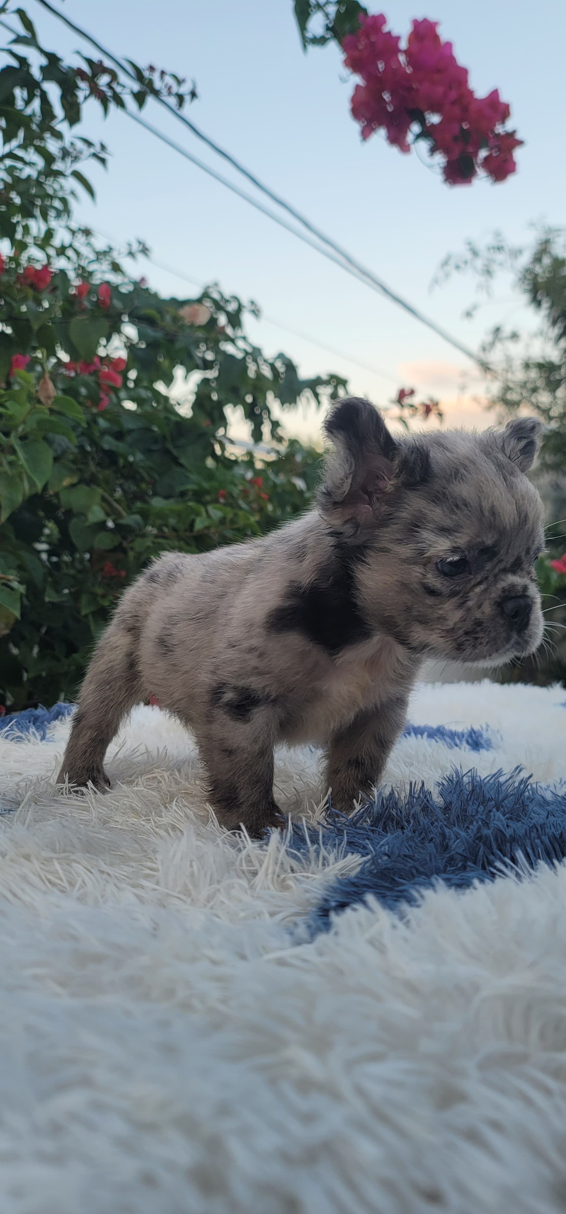 animales y mascotas - hermosos cachorritos de Buldog francés ambos sexo disponibles  1