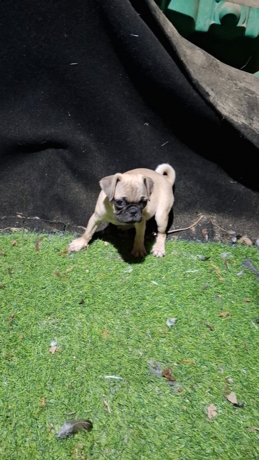 animales y mascotas - Cachorro Pug macho