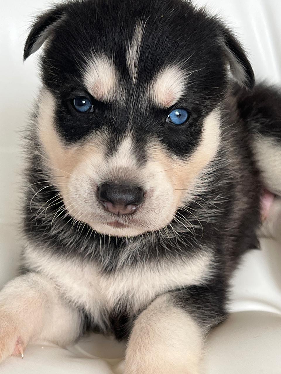 animales y mascotas - Husky Siberiano en Venta