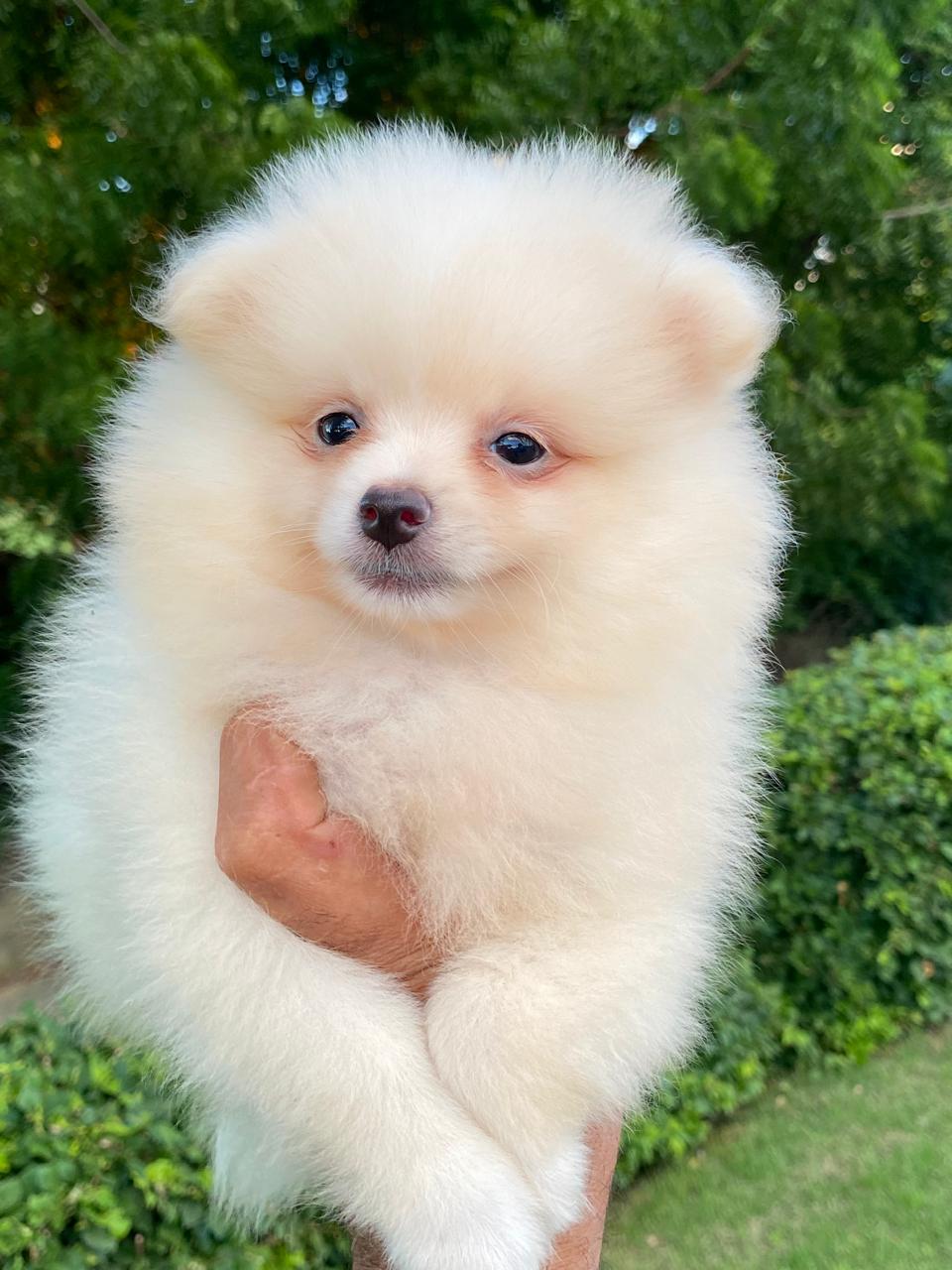 animales y mascotas - Cachorro pomerania 