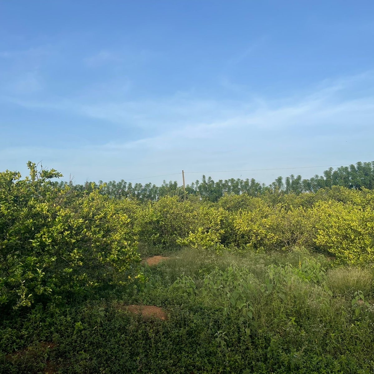 solares y terrenos - Finca de Limones en Producción,  57 TAREAS en Monte Plata, PRECIO DEOPORTUNIDAD