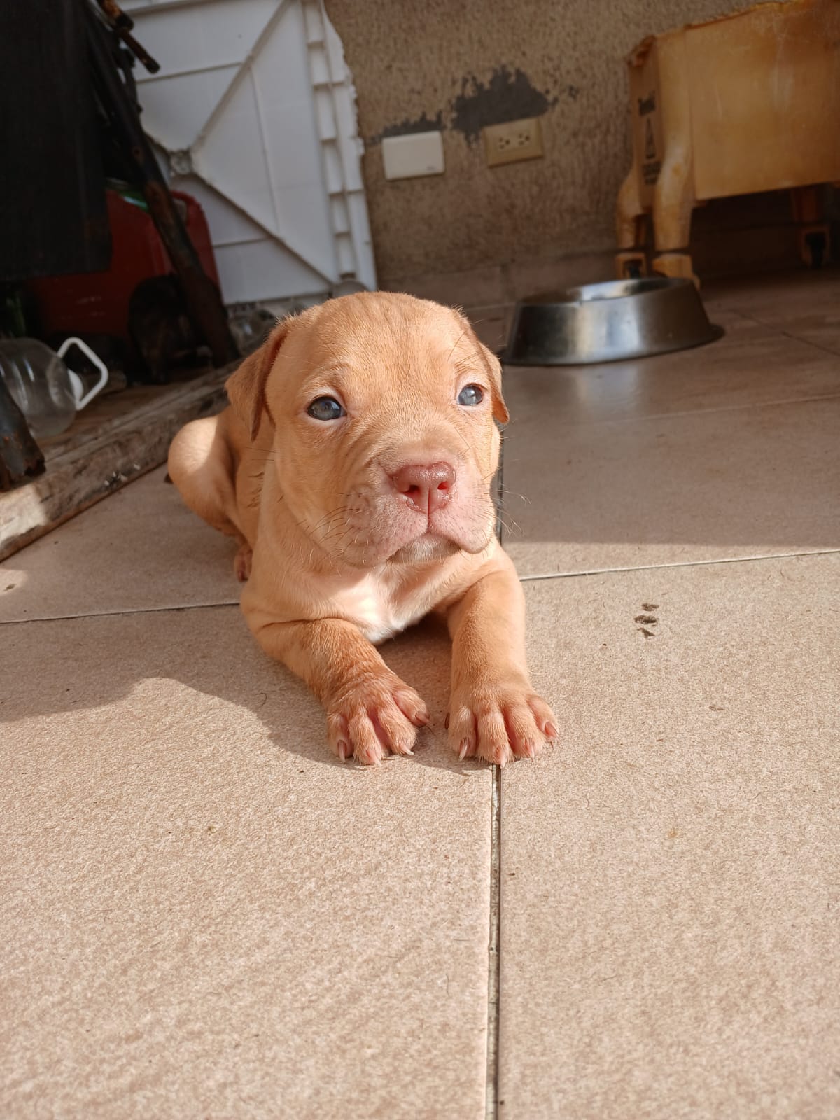 animales y mascotas - cachorros perros pitbull  1