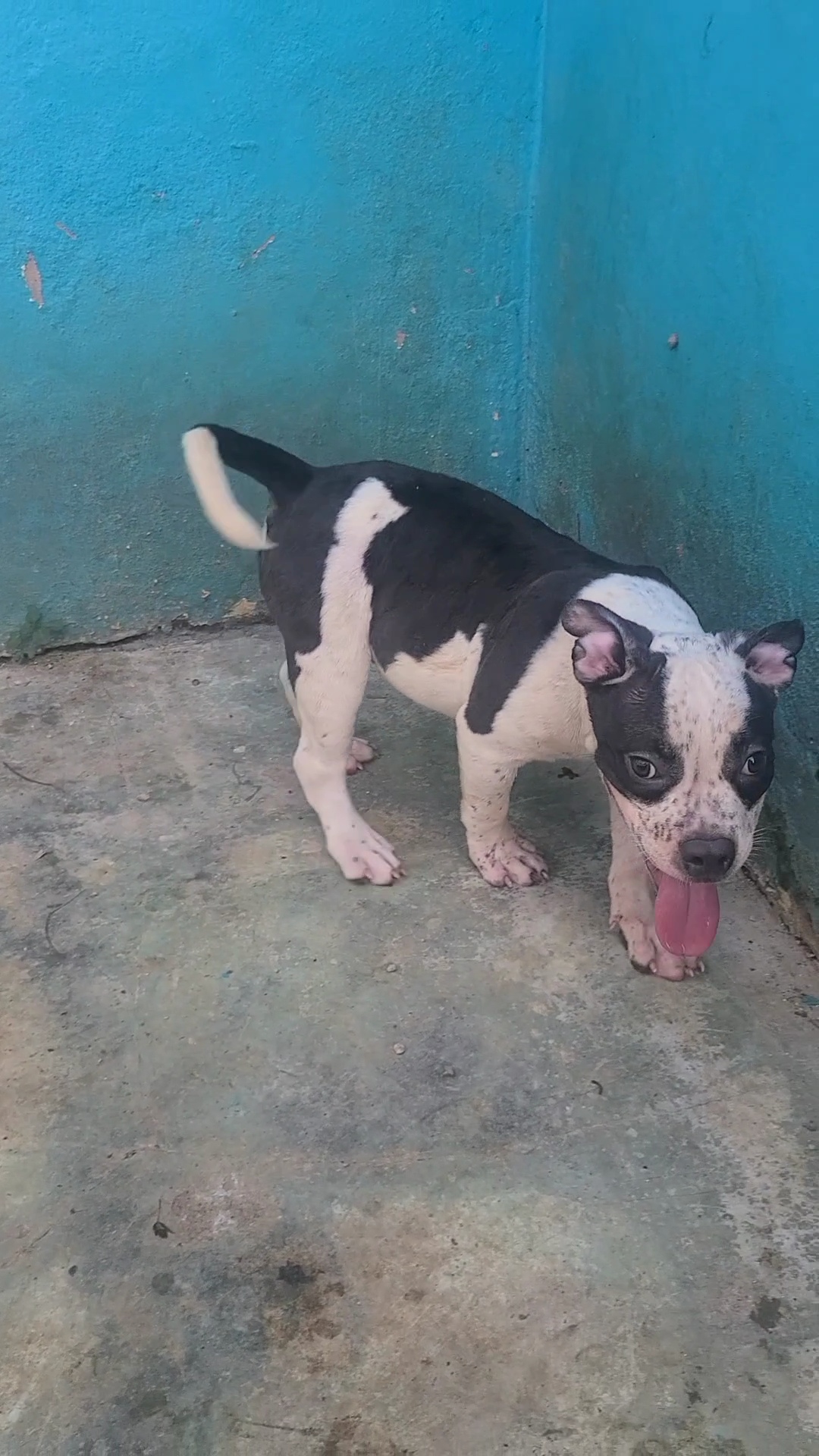 animales y mascotas - American bully macho