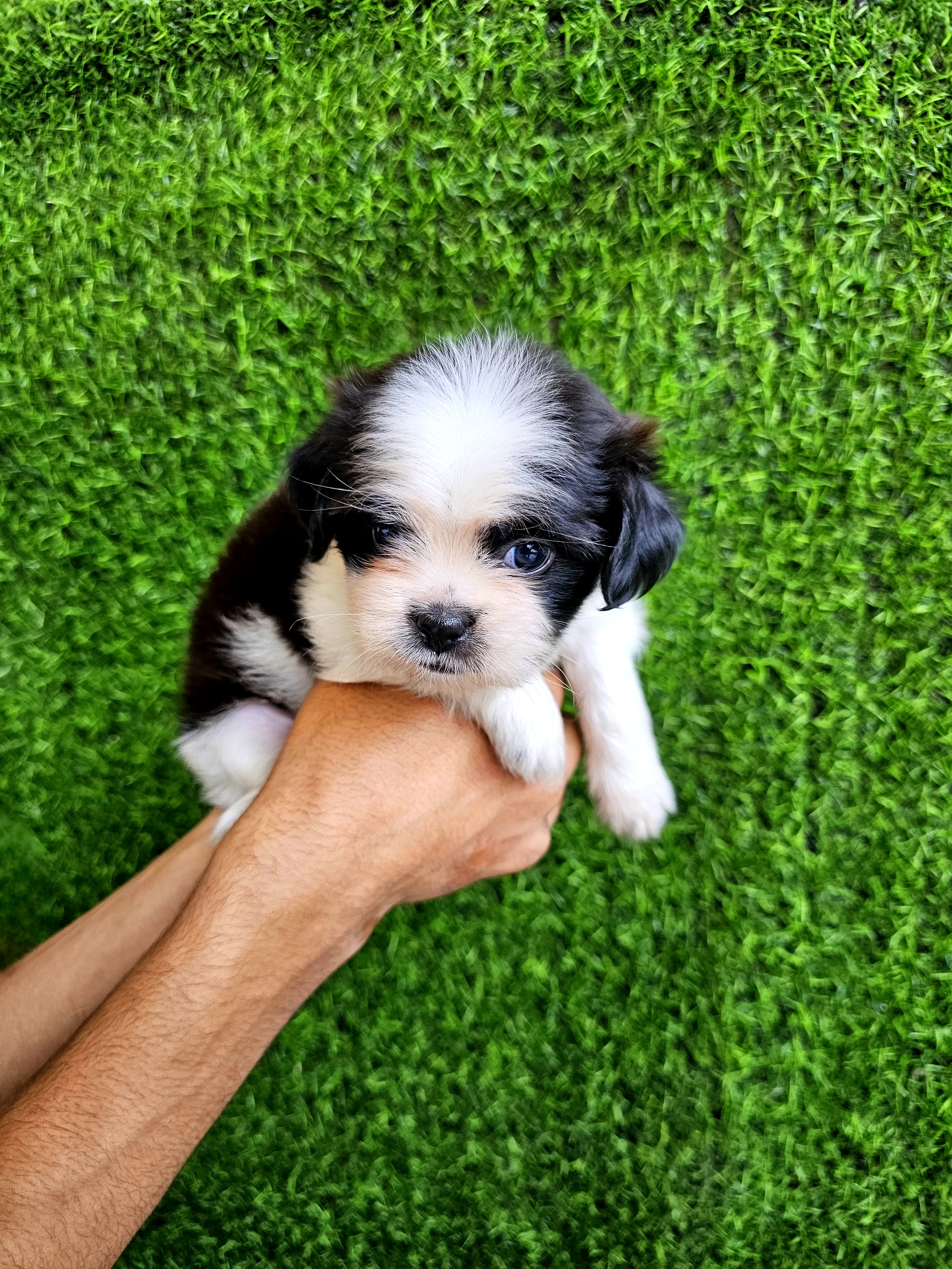 animales y mascotas - Shitpoo super peludos y pequeñitos  1