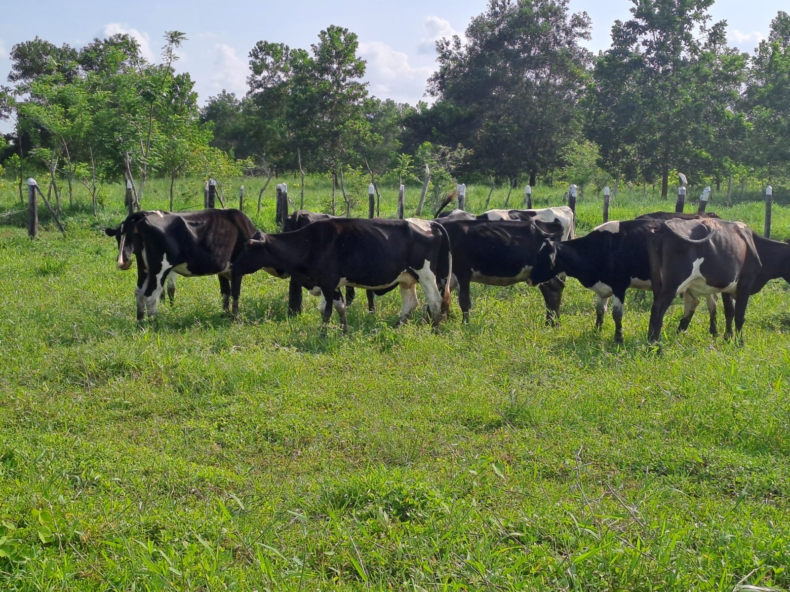 solares y terrenos - se vende Finca en monte plata con 387 tareas  con agricultura en producción  1