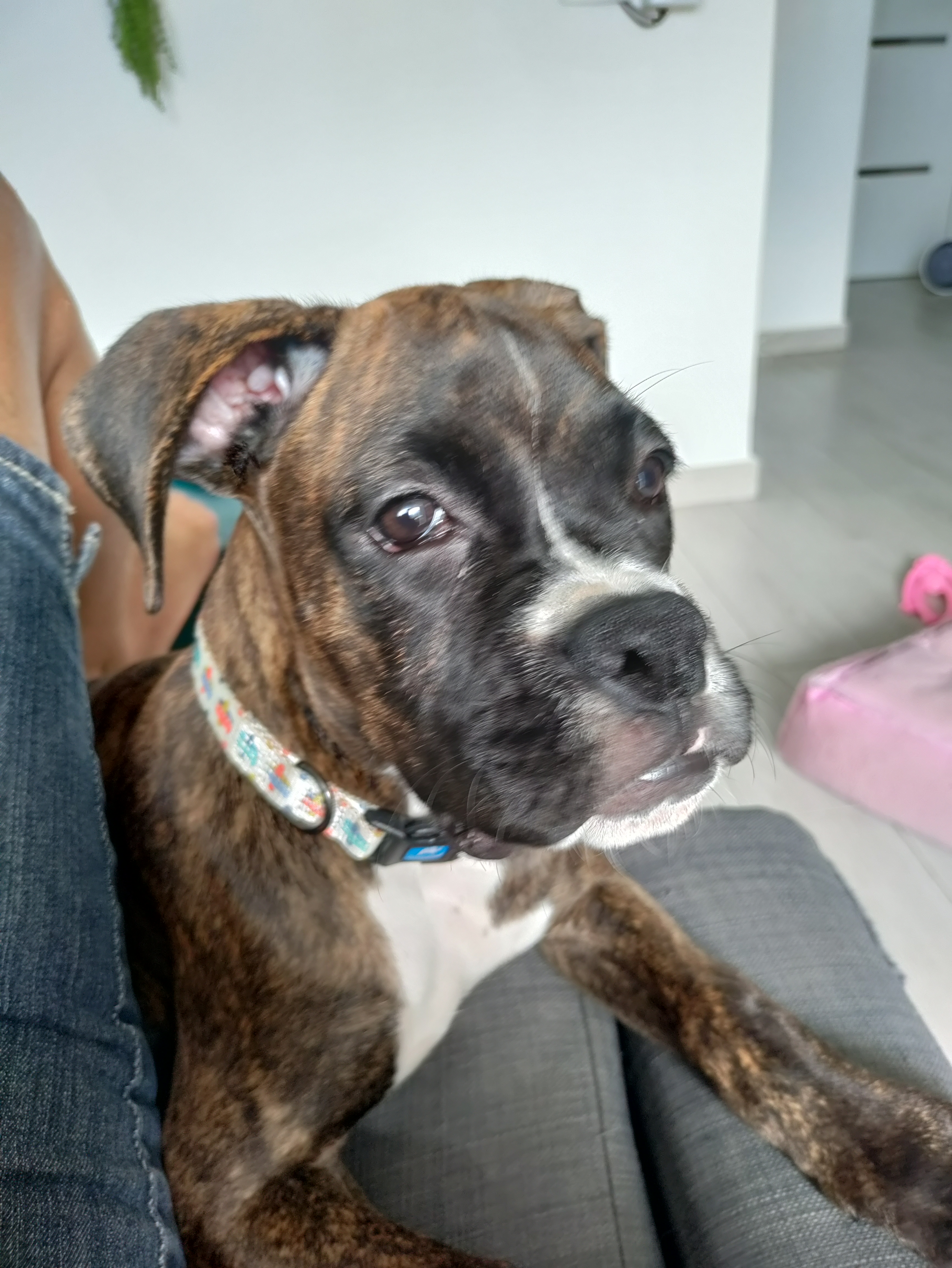 animales y mascotas - perra boxer  3 meses