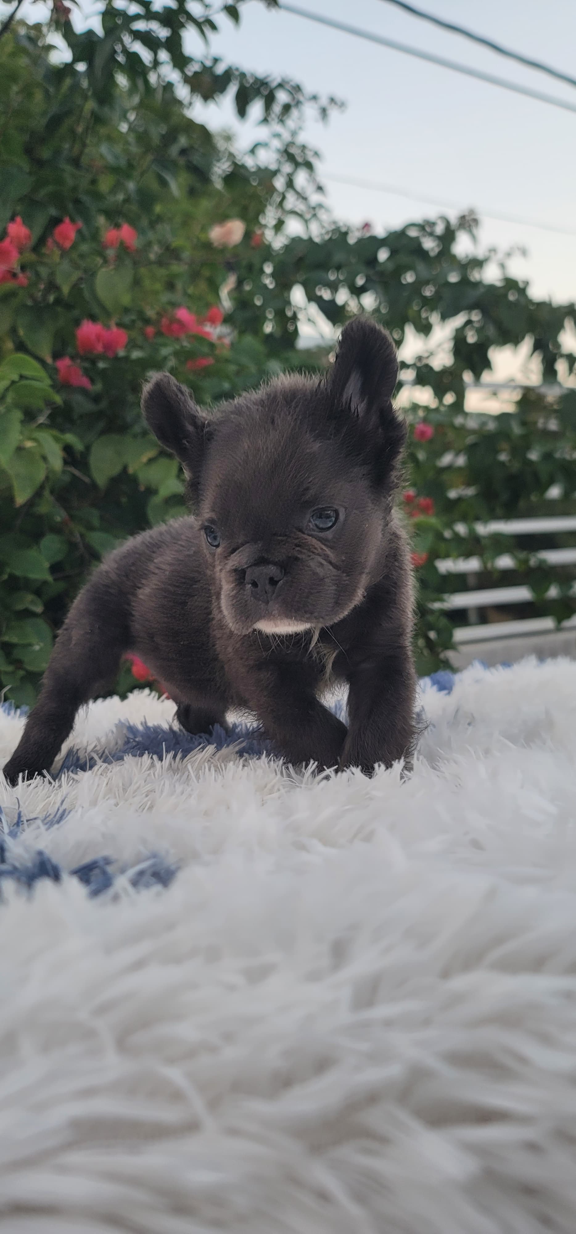 animales y mascotas - hermosos cachorritos de Buldog francés ambos sexo disponibles  2