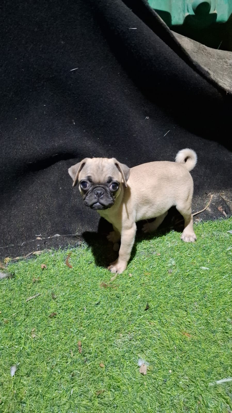 animales y mascotas - Cachorro Pug macho 1