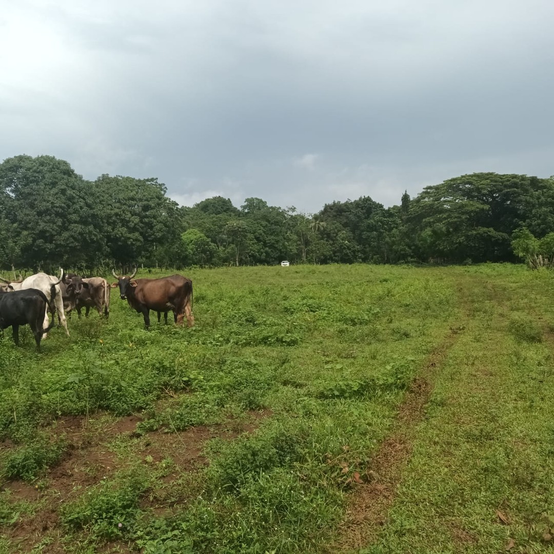 solares y terrenos - Vendo Finca en Bayaguana 3