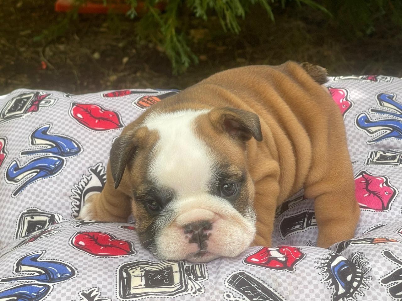 animales y mascotas - Bulldog Ingles Hembra a laventa