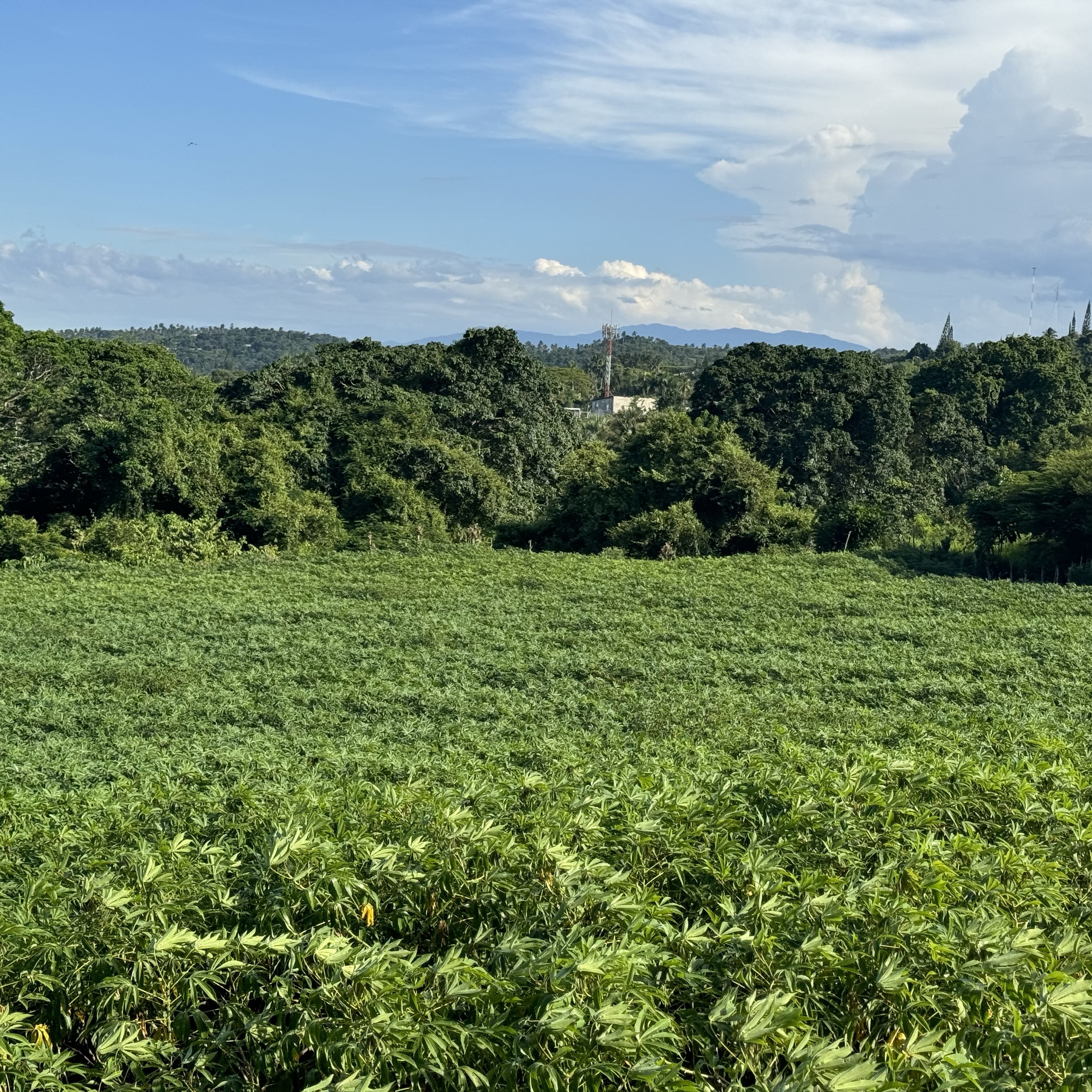 solares y terrenos - vendo 50 tarea deslindada y con titula en las piedras la Vega. 