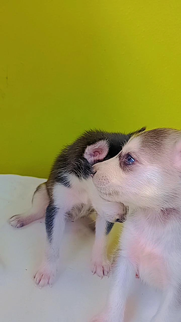 animales y mascotas - Perros husky siberiano puro en venta  3