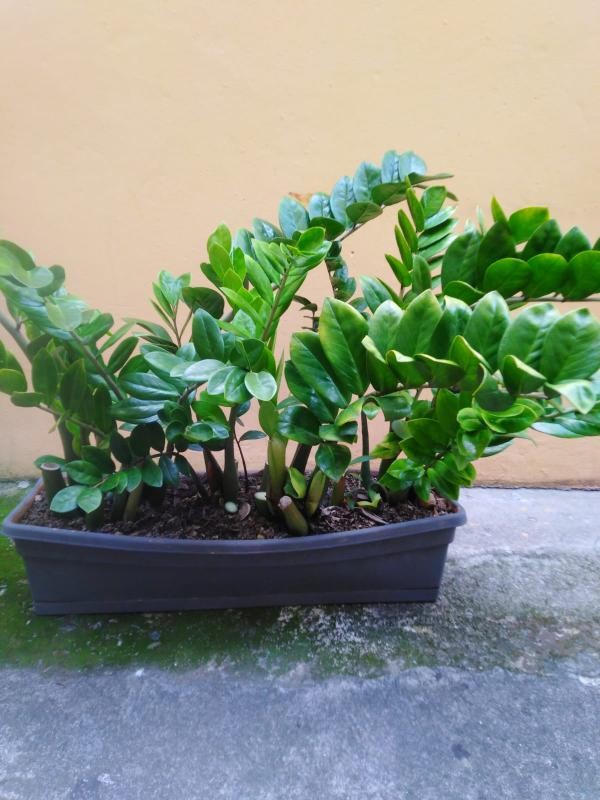 herramientas, jardines y exterior - PLANTAS DEL DINERO   2