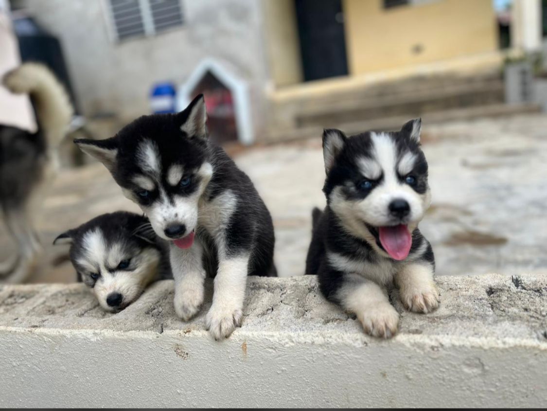 animales y mascotas - hermosisisimos cachorritos husky 