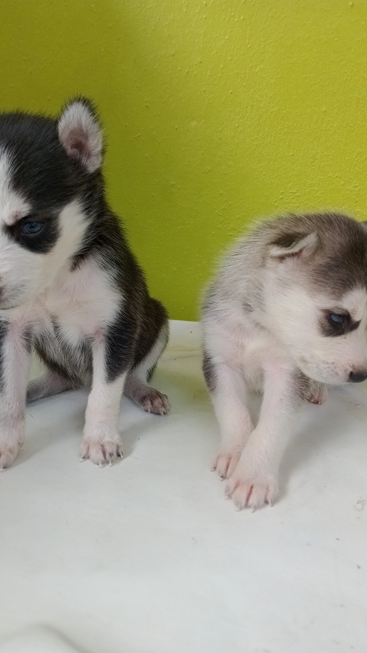 animales y mascotas - Perros husky siberiano puro en venta  4