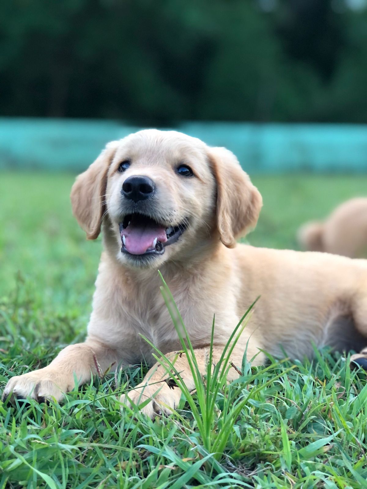 animales y mascotas - hermosos cachorros Golden retriever 