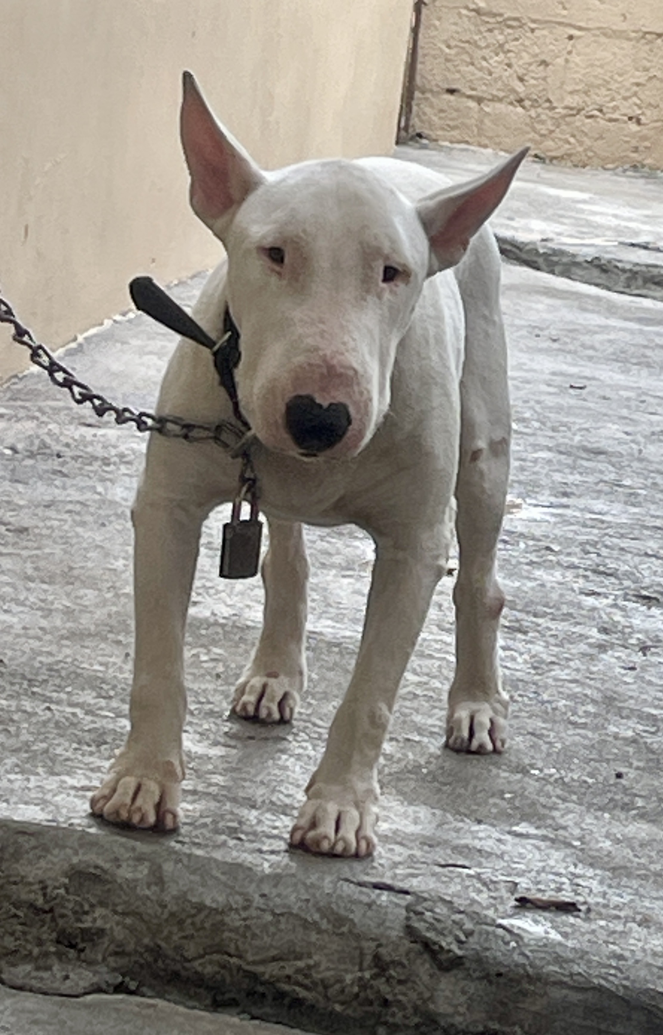 animales y mascotas - bull terrier  1