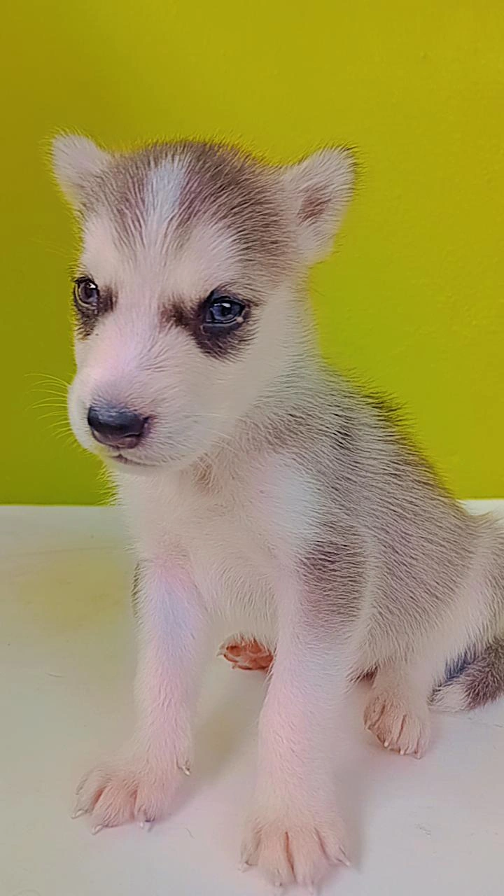 animales y mascotas - Perros husky siberiano puro en venta  5