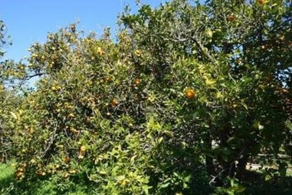 solares y terrenos - Finca de 18 tareas con su título.