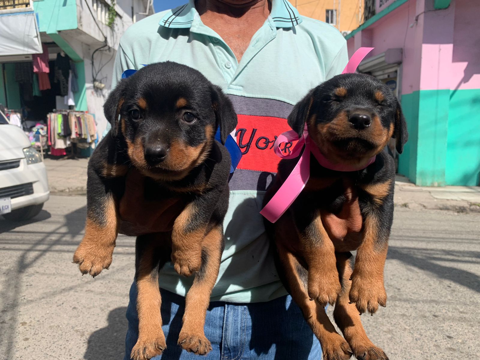 animales y mascotas - Cachorros Rottweiler puros buena genética padres presentes 2