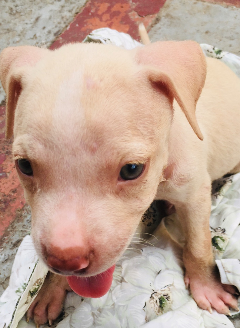 animales y mascotas - Cachorra pitbull 