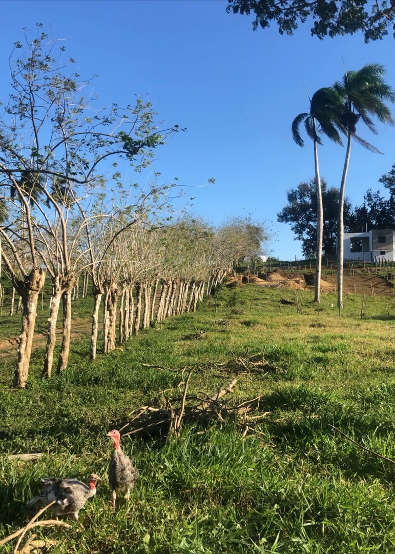 solares y terrenos - terreno en boca de Jamao $60 el metro.