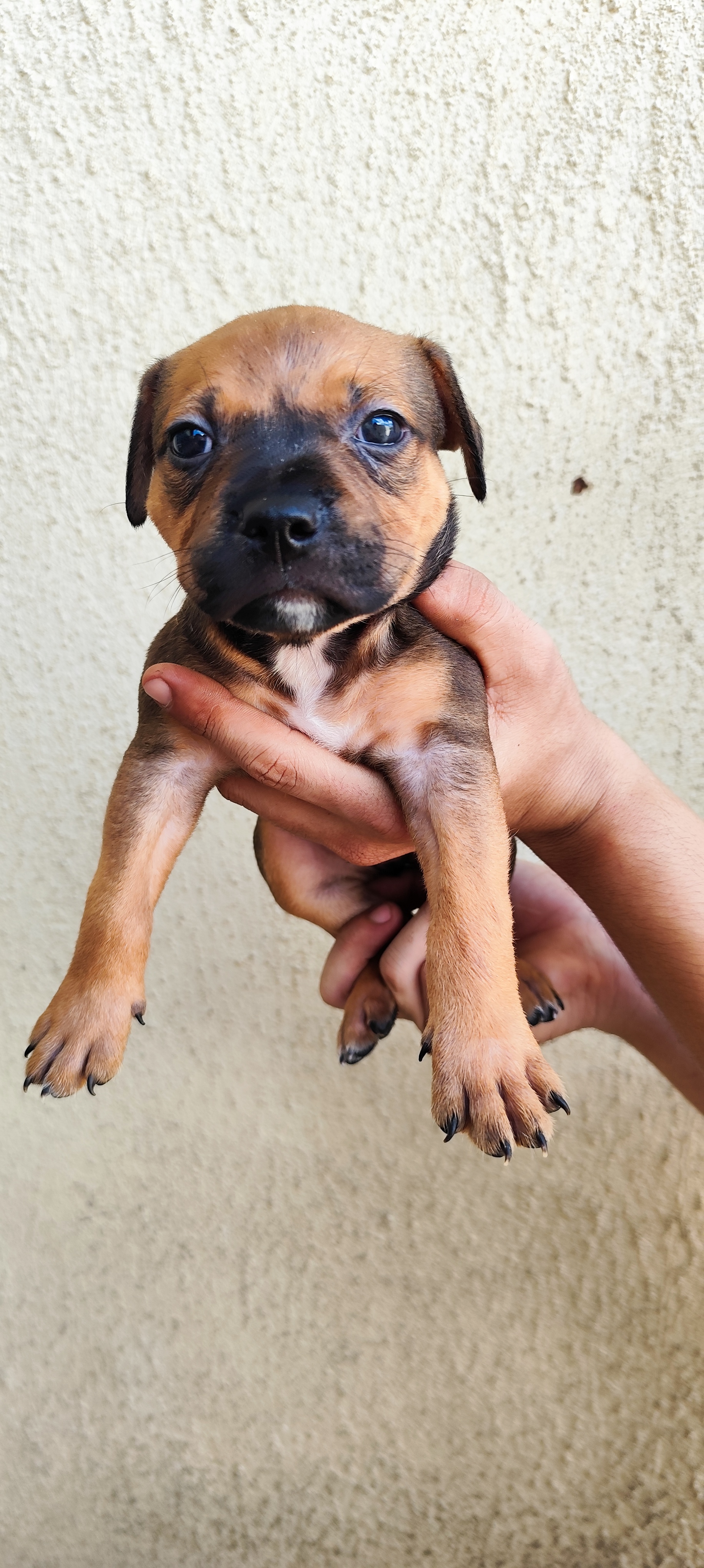 animales y mascotas - cachorros perros pitbull  5