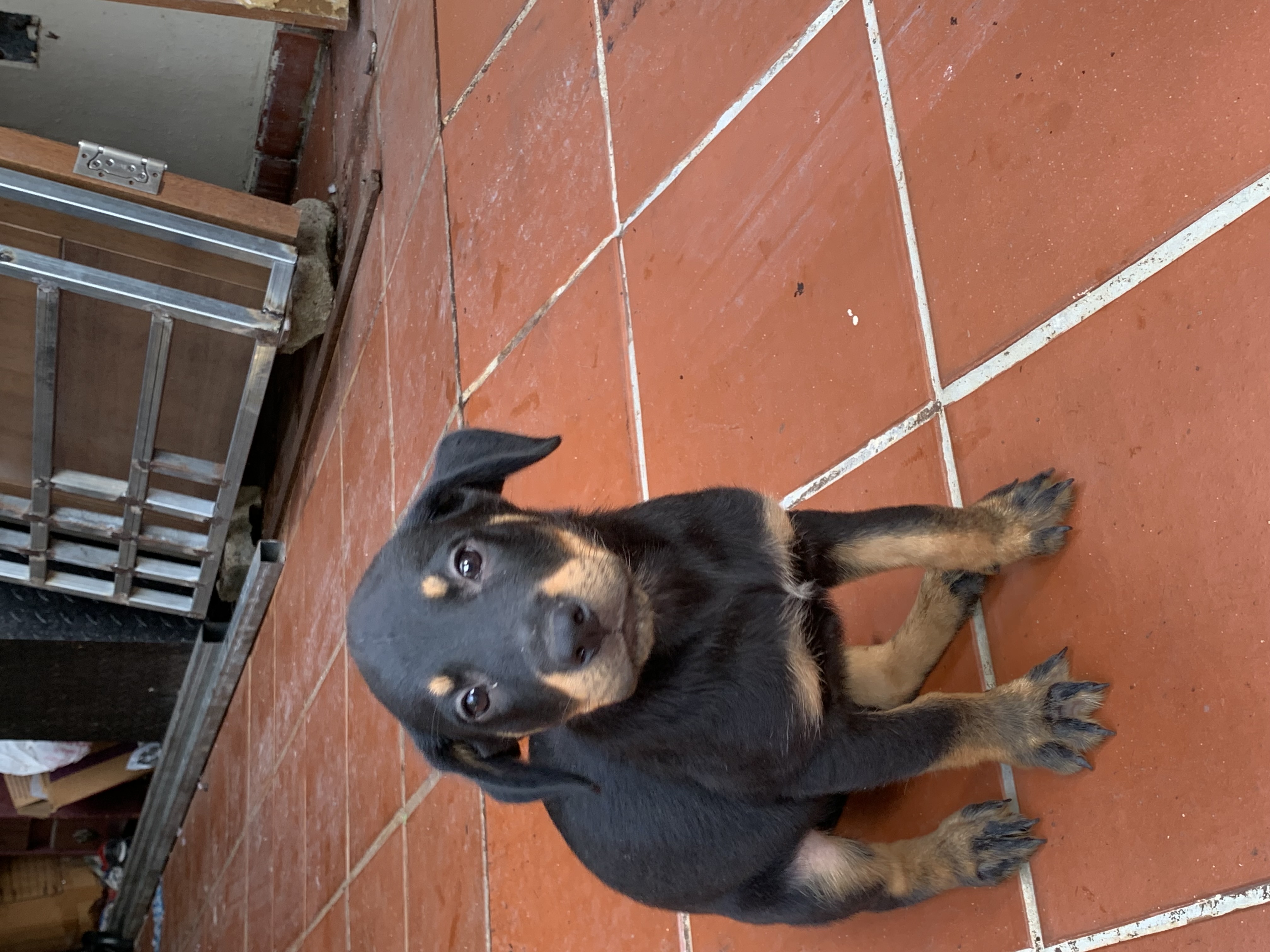 animales y mascotas - Se vende Perros RuttWailes 4