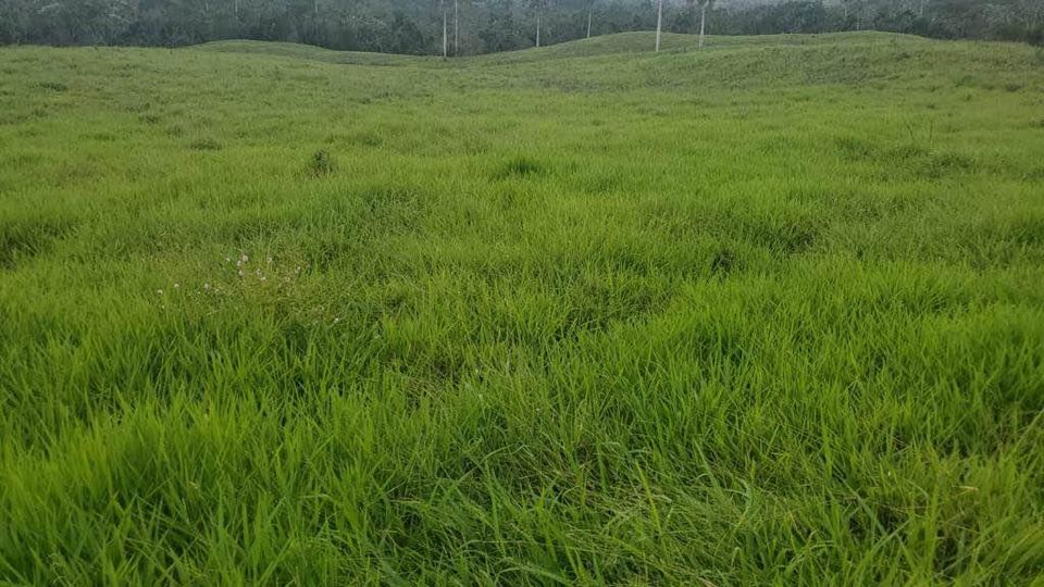 solares y terrenos - Finca de 4,480 tareas en Hato Mayor 2