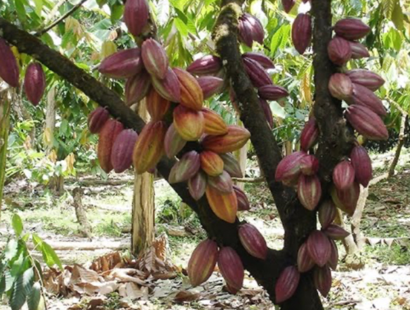 solares y terrenos - vendo finca de  acacao en promoción  0