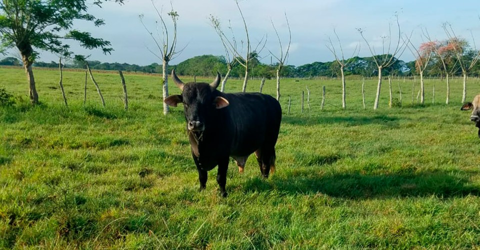 solares y terrenos - Finca en venta en San Francisco de Macorís 3