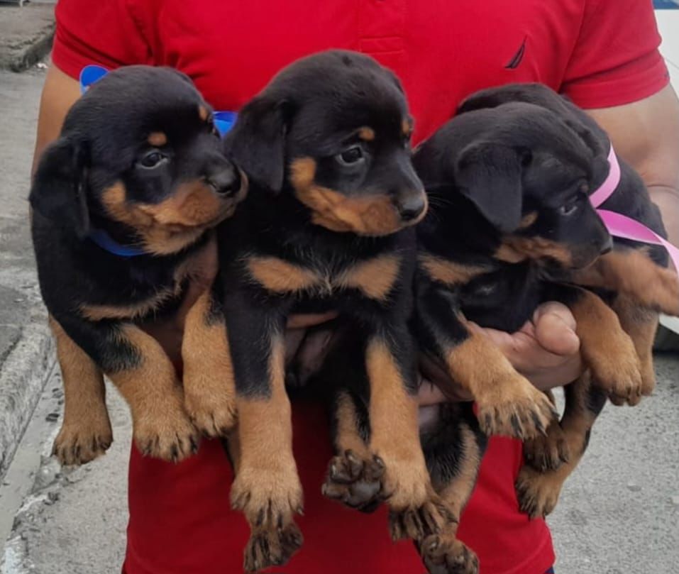 animales y mascotas - Cachorros Rottweiler puros buena genética padres presentes 0