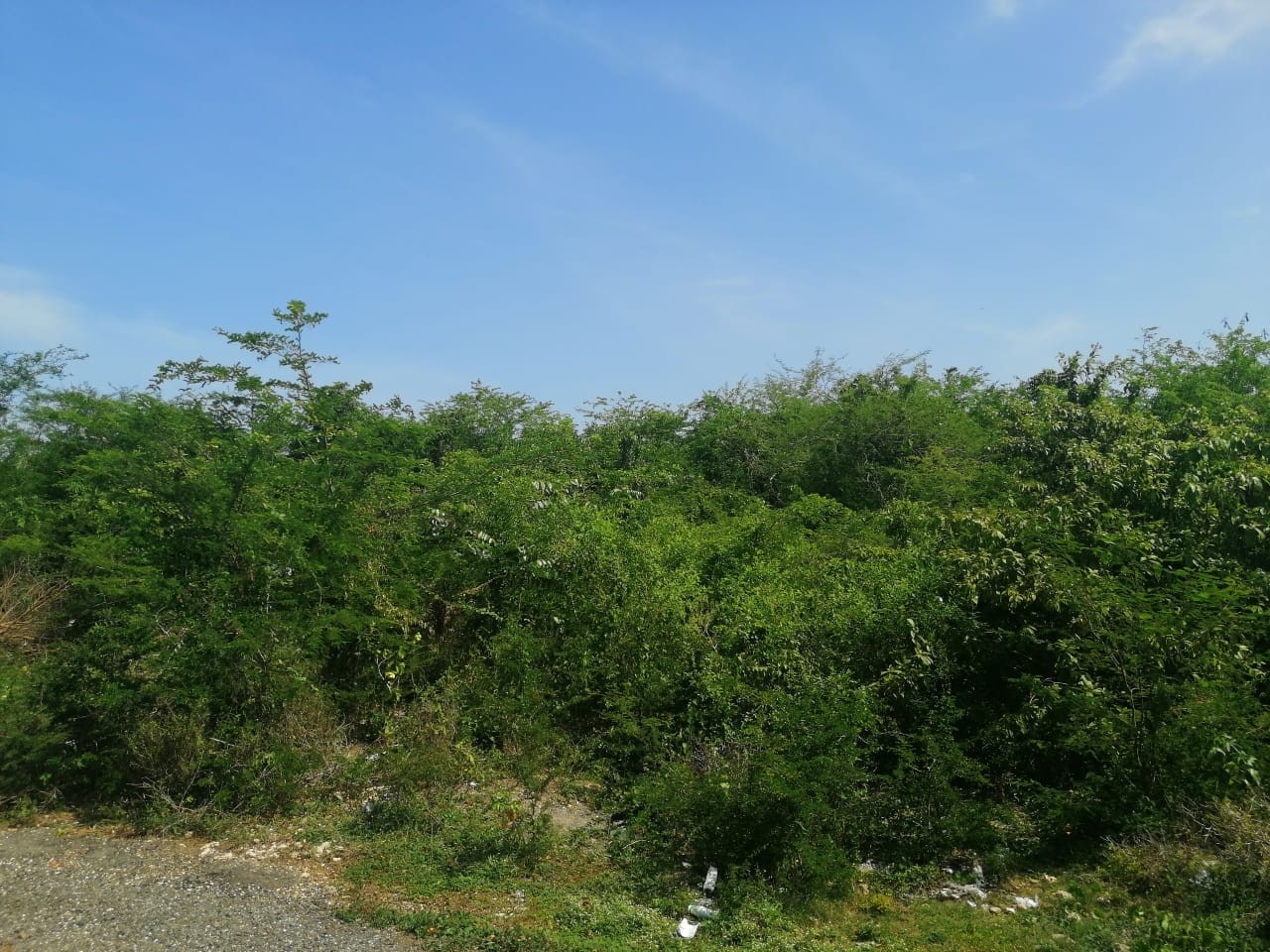 solares y terrenos - Terreno de 96,000 metros al Lado Campos Grandes Ligas 2