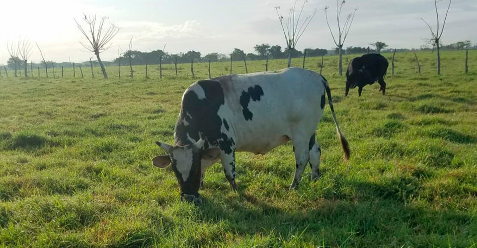 solares y terrenos - Finca en venta en San Francisco de Macorís 4