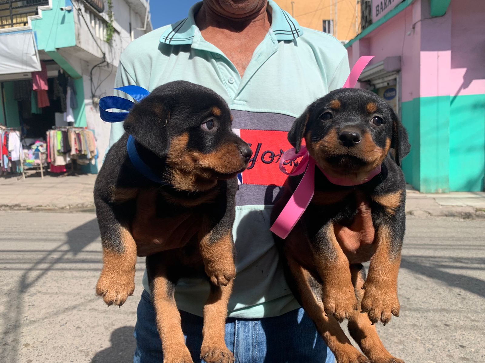 animales y mascotas - Cachorros Rottweiler puros buena genética padres presentes 1