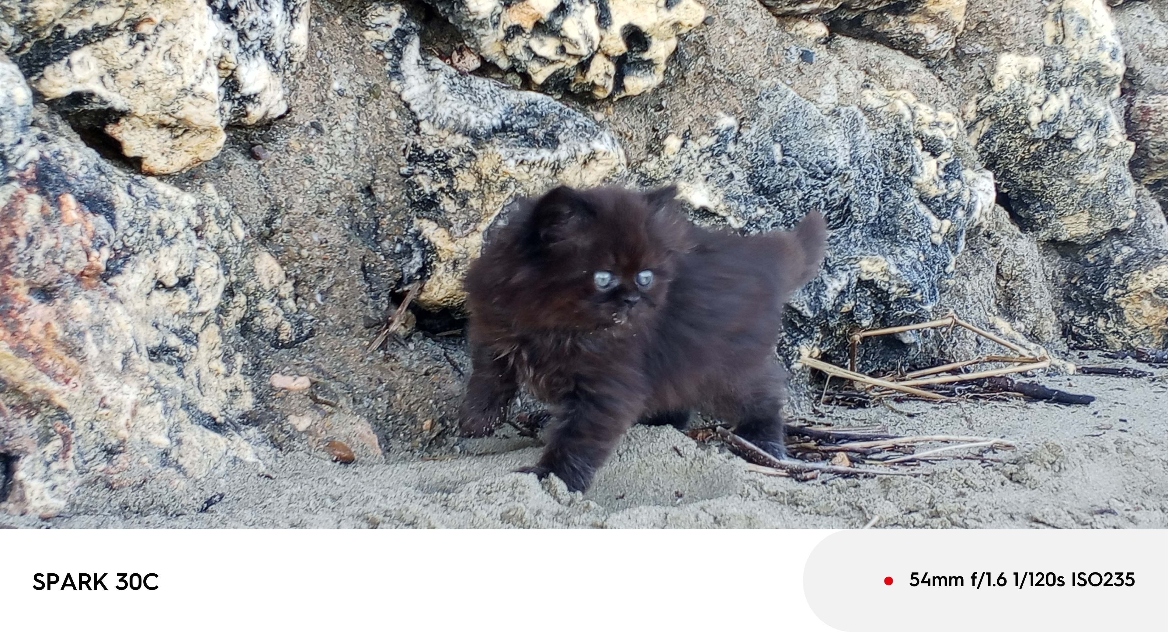 animales y mascotas - GATOS PERSA / 🐈‍⬛🐱 Hermoso y Adorable Amigo 3