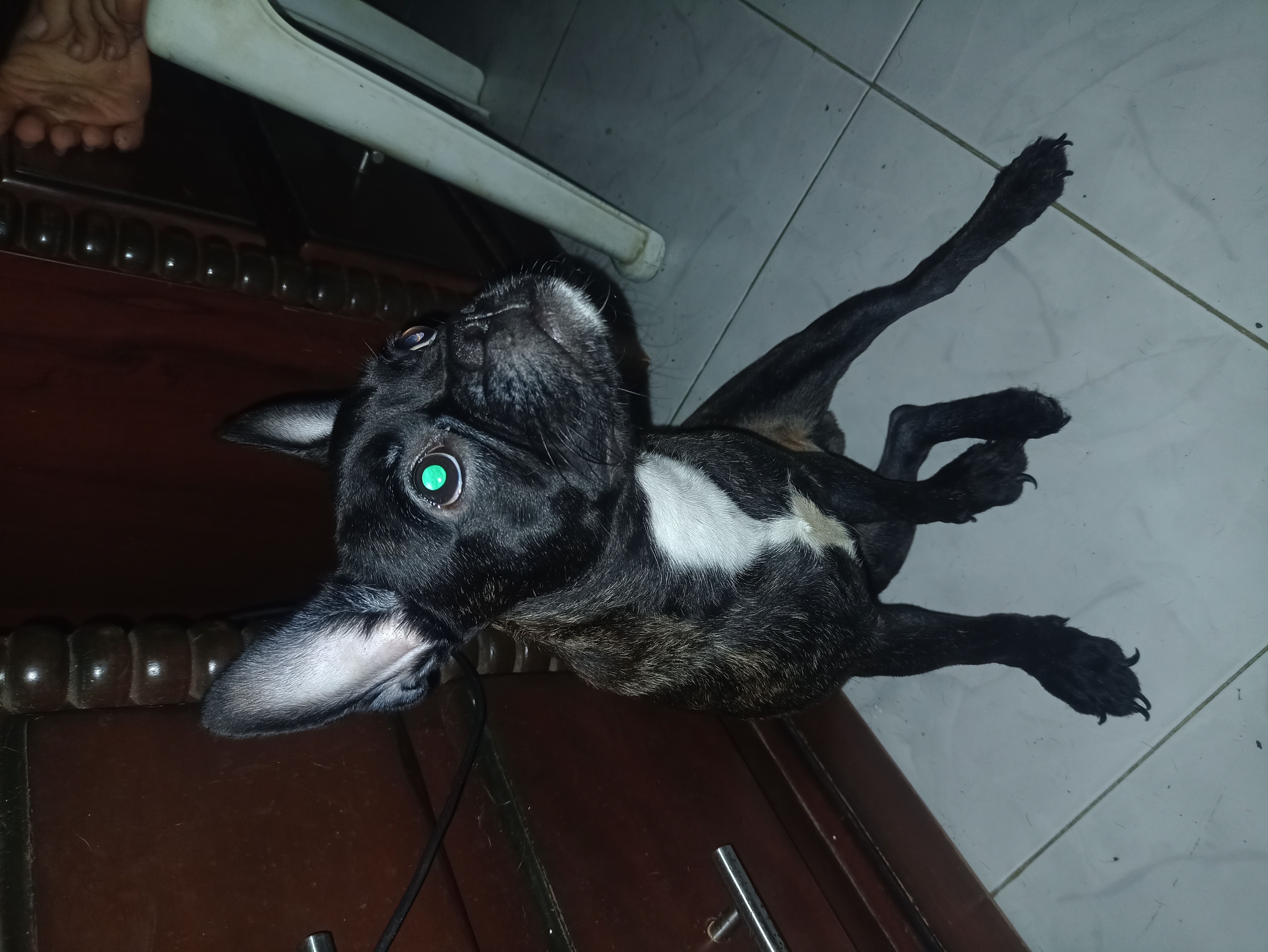 animales y mascotas - Vendo Bulldog francés.