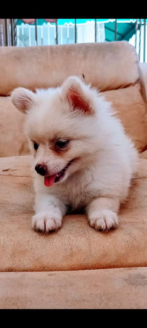 animales y mascotas - Cachorro Pomeranea hembra  1