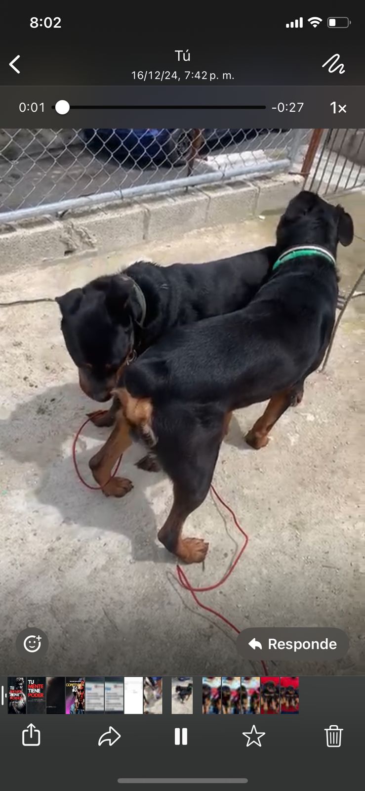 animales y mascotas - Cachorros Rottweiler puros buena genética padres presentes 3