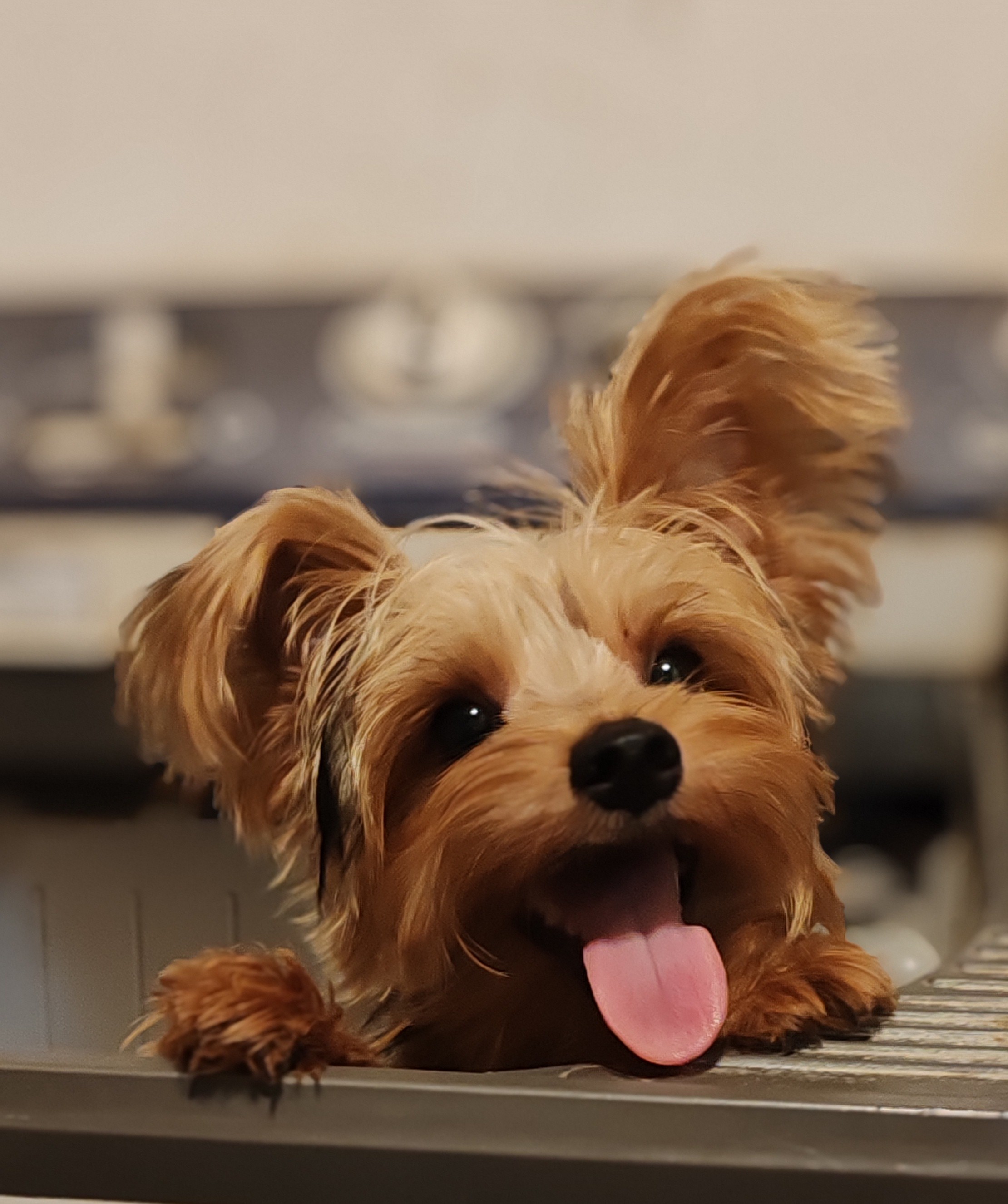 animales y mascotas - Yorkie Macho  0