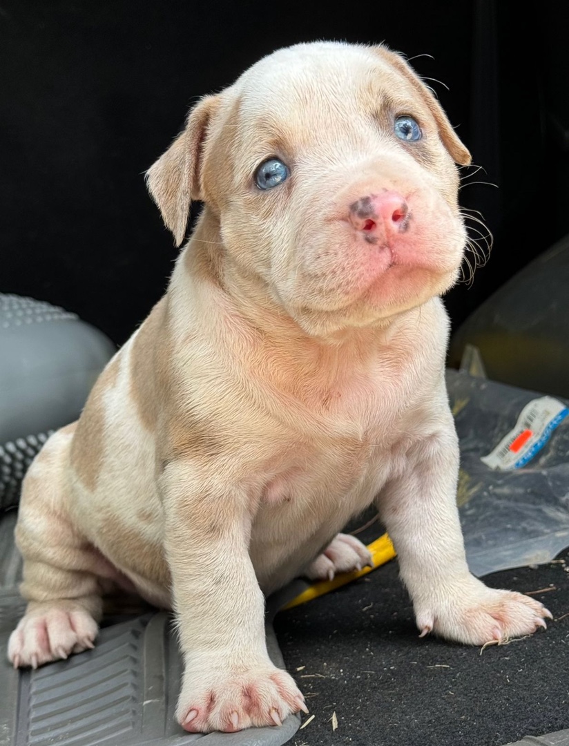 animales y mascotas - Pitbull Merle