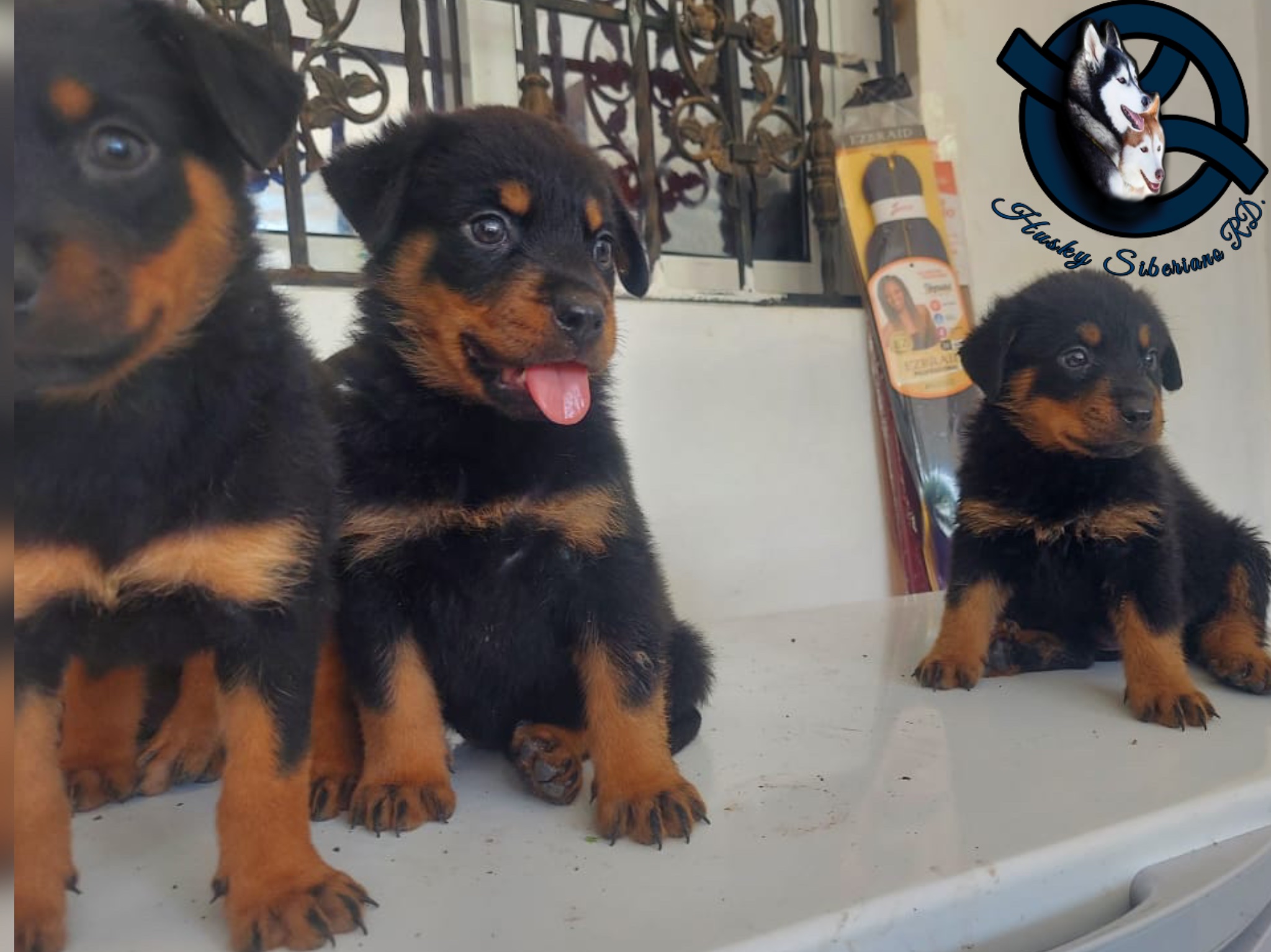 animales y mascotas - Rottwirer ambos sexos  0