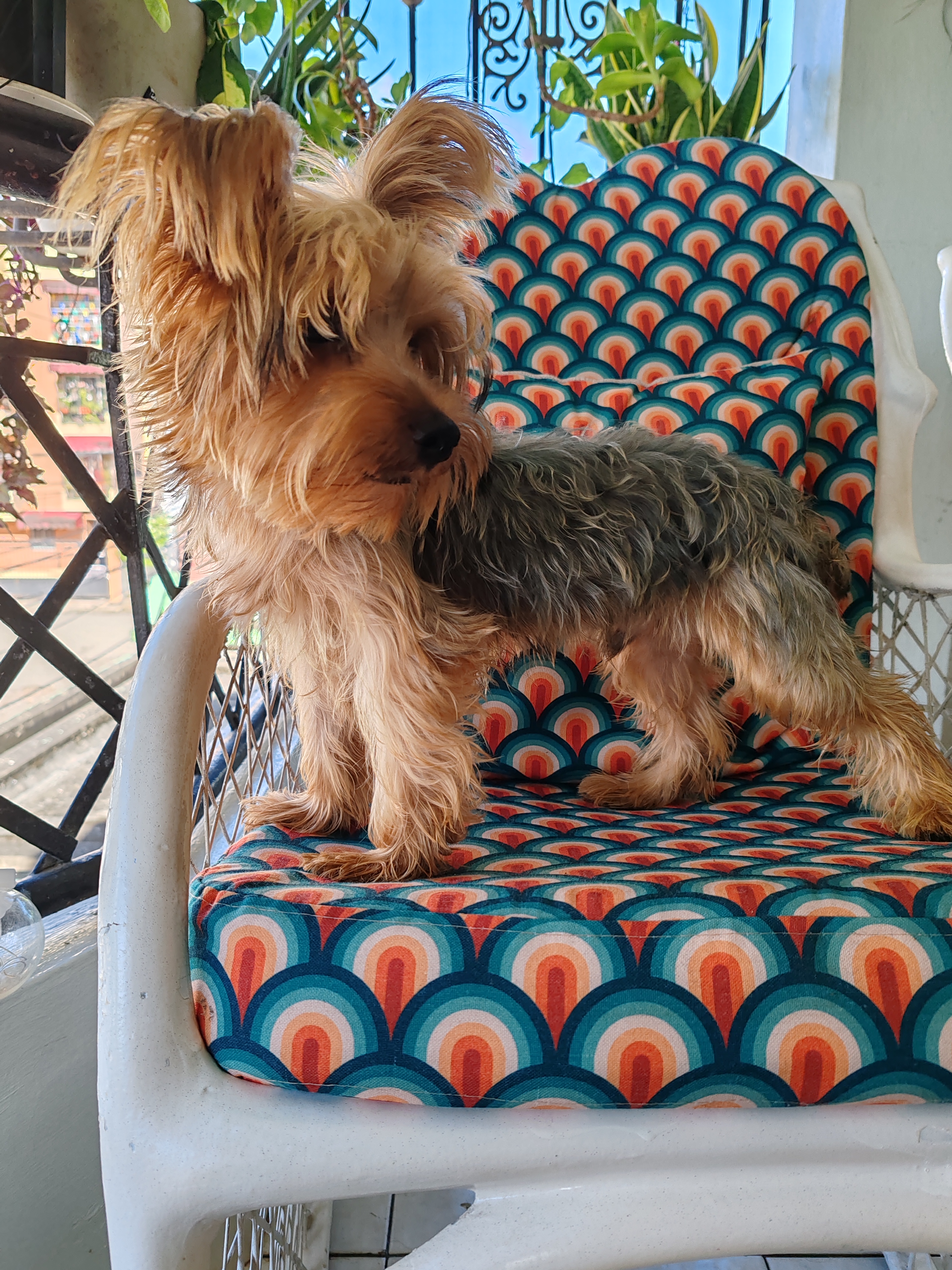 animales y mascotas - Yorkie Macho  1